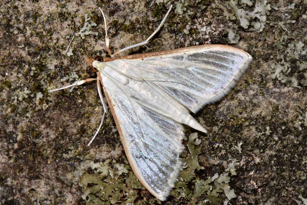 Erebidae? No, Crambidae - Palpita vitrealis